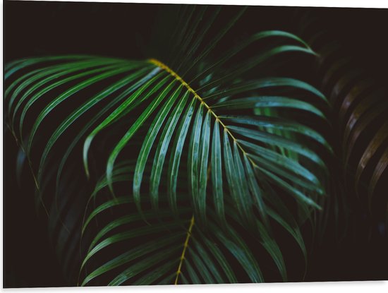 Dibond - Groene Palmbladeren - 80x60 cm Foto op Aluminium (Wanddecoratie van metaal)
