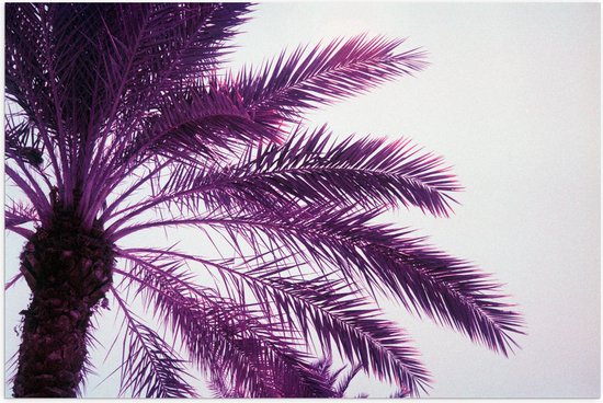 Poster (Mat) - Palmboom met Paarse Gloed - 90x60 cm Foto op Posterpapier met een Matte look