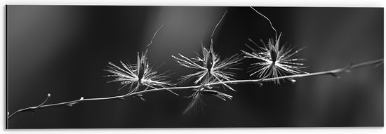 Dibond - Kleine Bloementjes - Zwart/Wit - 60x20 cm Foto op Aluminium (Met Ophangsysteem)