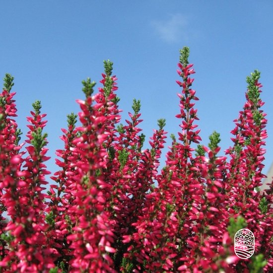Winterheide Erica darleyensis 'Kramer's Rote' 1 literpot (C1)