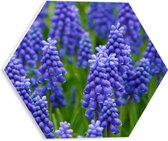 PVC Schuimplaat Hexagon - Paarse Muscari - 30x26.1 cm Foto op Hexagon (Met Ophangsysteem)