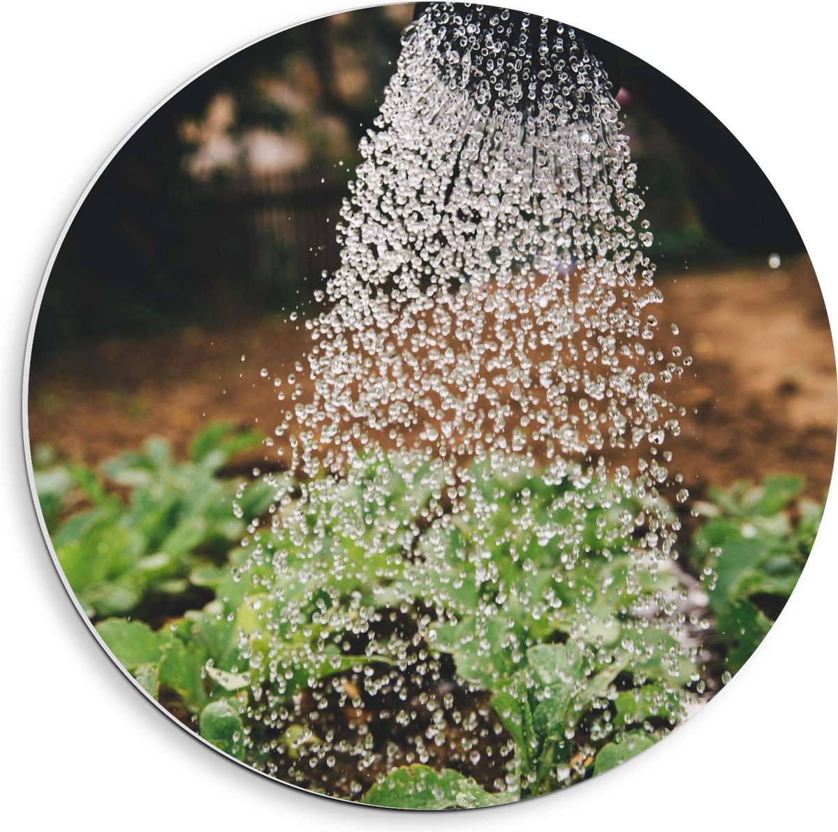 PVC Schuimplaat Muurcirkel - Planten Water Geven met Gieter - 40x40 cm Foto op Muurcirkel