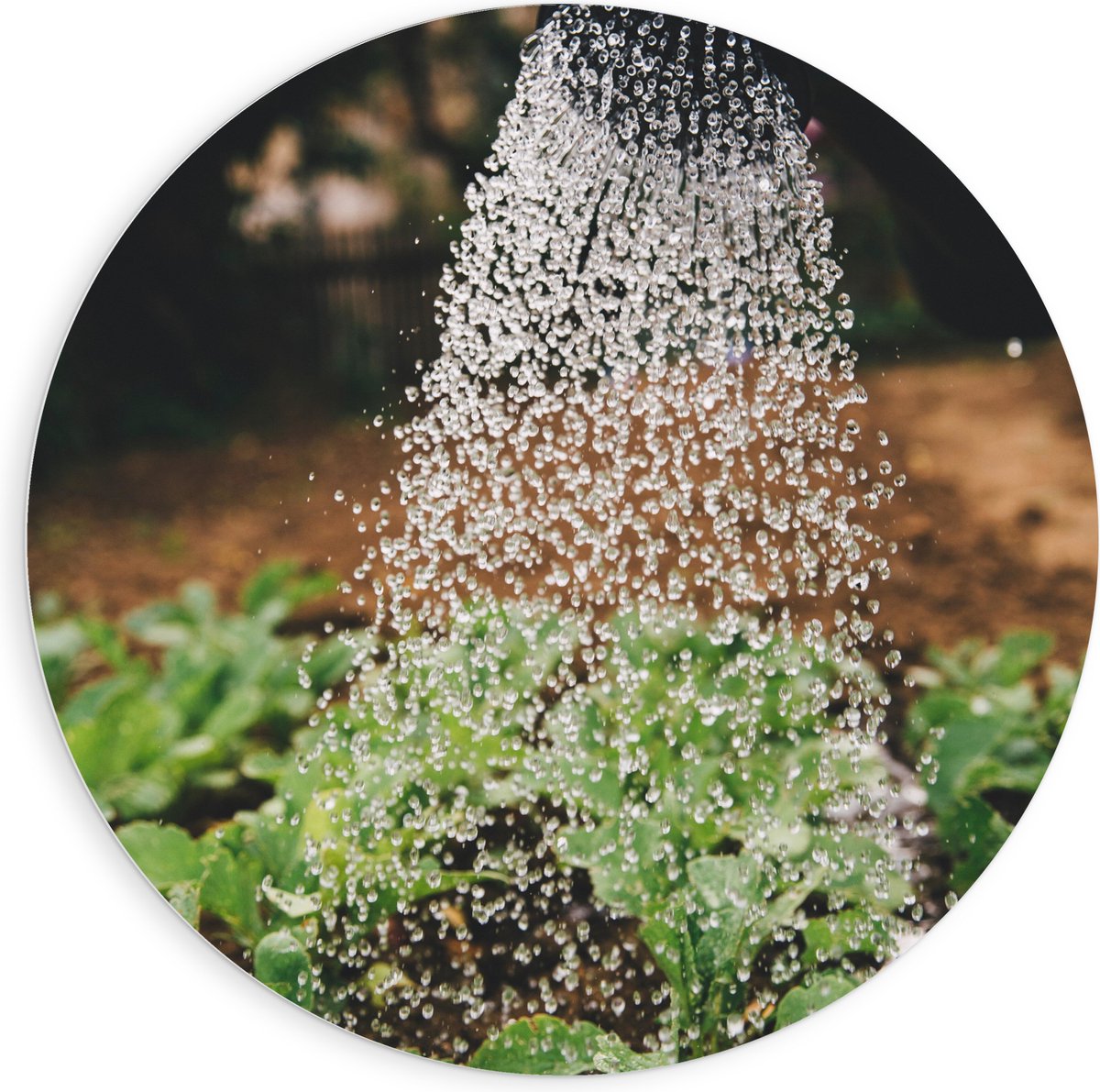 PVC Schuimplaat Muurcirkel - Planten Water Geven met Gieter - 90x90 cm Foto op Muurcirkel 