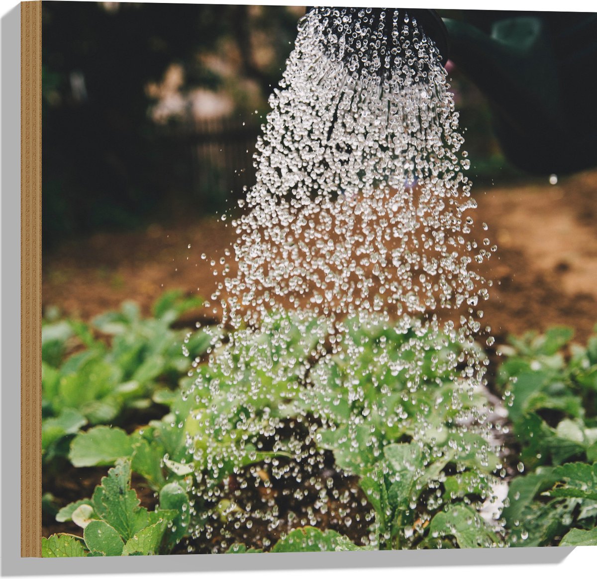 Hout - Planten Water Geven met Gieter - 50x50 cm - 9 mm dik - Foto op Hout (Met Ophangsyst