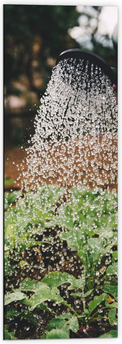 Dibond - Planten Water Geven met Gieter - 40x120 cm Foto op Aluminium (Met Ophangsysteem)