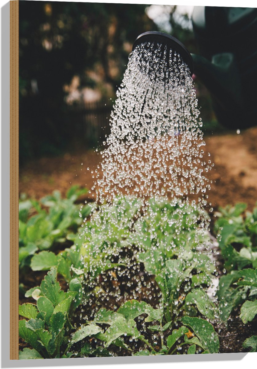 Hout - Planten Water Geven met Gieter - 50x75 cm - 9 mm dik - Foto op Hout (Met Ophangsyst