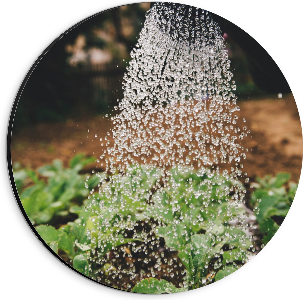 Dibond Muurcirkel - Planten Water Geven met Gieter - 20x20 cm Foto op Aluminium Muurcirkel