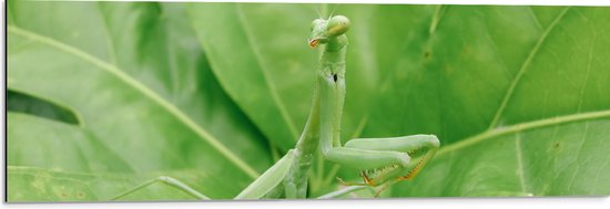 Dibond - Sprinkhaan op Fel Groen Blad - 90x30 cm Foto op Aluminium (Wanddecoratie van metaal)