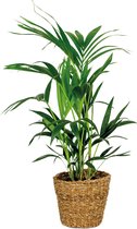 Howea Forsteriana Incl Zeegras Mand - Kentia palm - Luchtzuiverend - ⌀19 cm - 90-100 cm