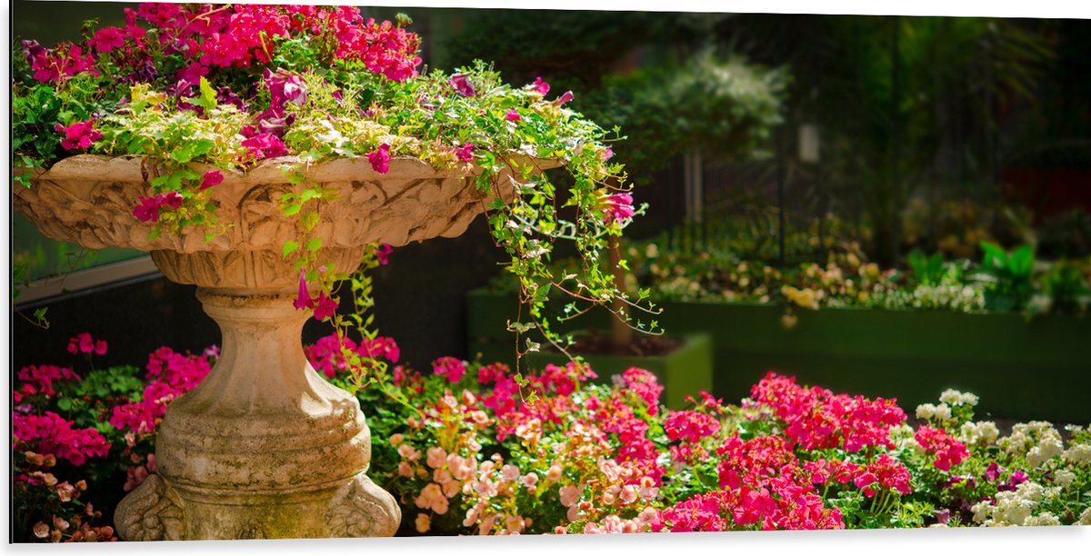 Dibond - Felroze Bloemen uit Fontein - 100x50 cm Foto op Aluminium (Met Ophangsysteem)