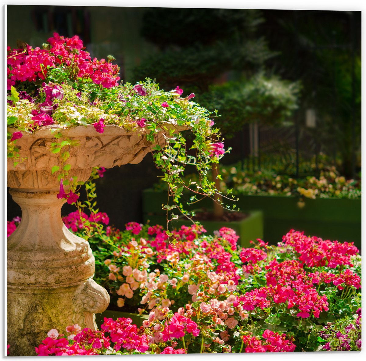 PVC Schuimplaat- Felroze Bloemen uit Fontein - 50x50 cm Foto op PVC Schuimplaat