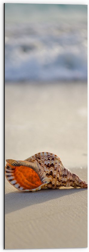 Dibond - Schelp op het Strand - 30x90 cm Foto op Aluminium (Met Ophangsysteem)