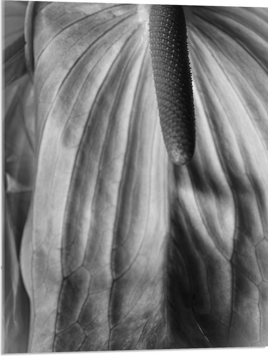 Acrylglas - Spathiphyllum Cochlearspathum Bloem - Zwart/Wit - 60x80 cm Foto op Acrylglas (Wanddecoratie op Acrylaat)