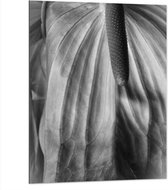 Dibond - Spathiphyllum Cochlearspathum Bloem - Zwart/Wit - 75x100 cm Foto op Aluminium (Met Ophangsysteem)