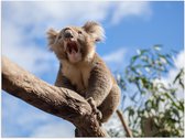 Poster Glanzend – Gapende Koala op een Tak - 80x60 cm Foto op Posterpapier met Glanzende Afwerking