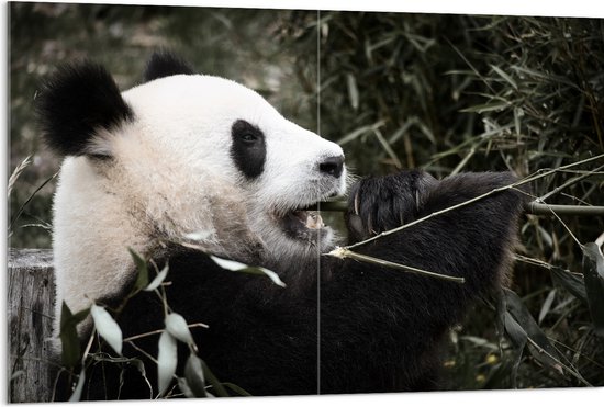 Acrylglas - Grote Zwart met Witte Panda tussen de Bamboe - 120x80 cm Foto op Acrylglas (Met Ophangsysteem)
