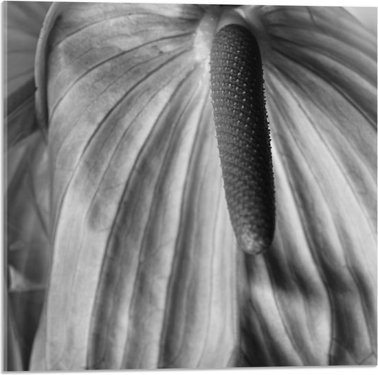 Acrylglas - Spathiphyllum Cochlearspathum Bloem - Zwart/Wit - 50x50 cm Foto op Acrylglas (Wanddecoratie op Acrylaat)