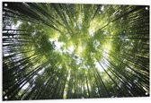WallClassics - Tuinposter – Onderaanzicht van Zonlichtstralen door Bomen - 120x80 cm Foto op Tuinposter (wanddecoratie voor buiten en binnen)
