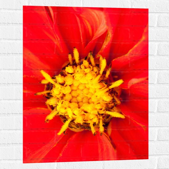 Muursticker - Rode Bloem van Dichtbij - 60x80 cm Foto op Muursticker