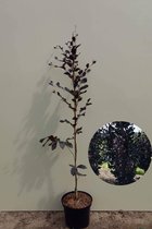 Jonge Rode Zuilbeuk boom | Fagus sylvatica 'Dawyck Purple' | 80-100cm hoogte
