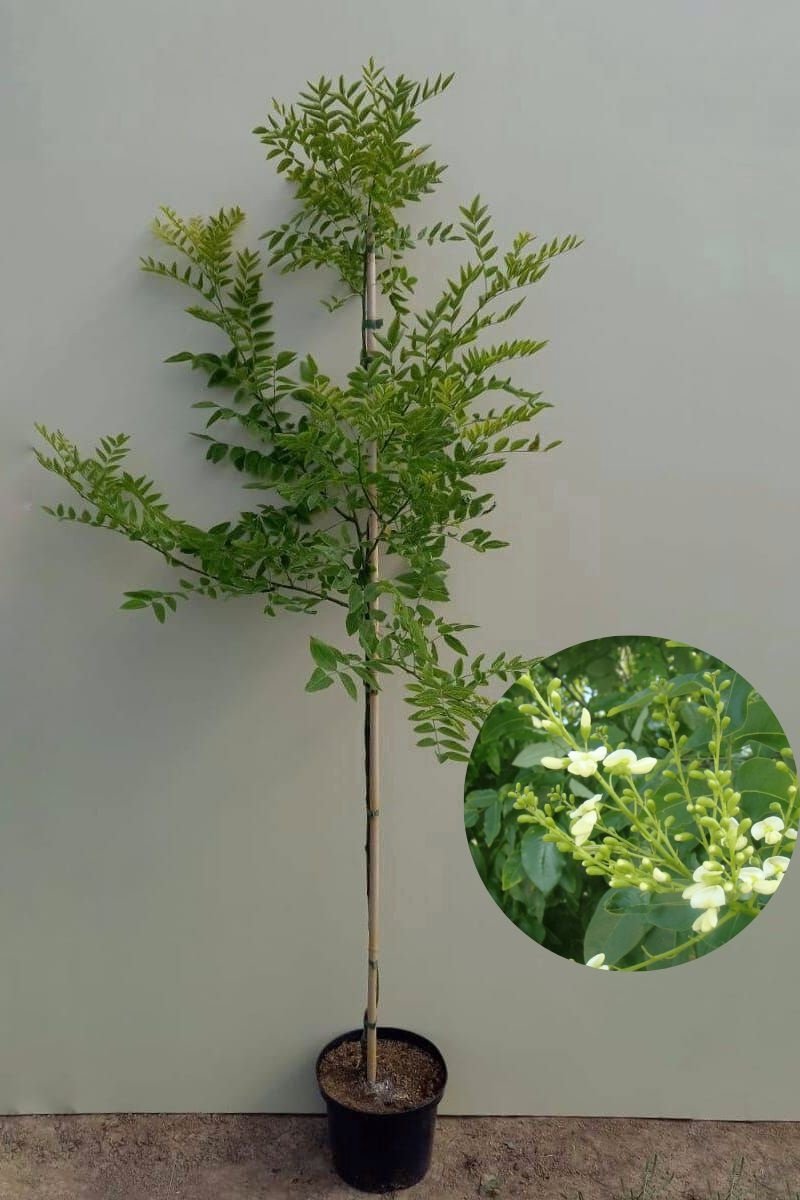 Jonge Honingboom | Styphnolobium japonicum 'Regent' | 150-200cm hoogte