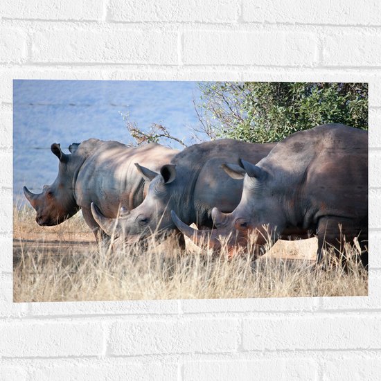 Foto: Wallclassics muursticker drie grazende neushoorns 60x40 cm foto op muursticker