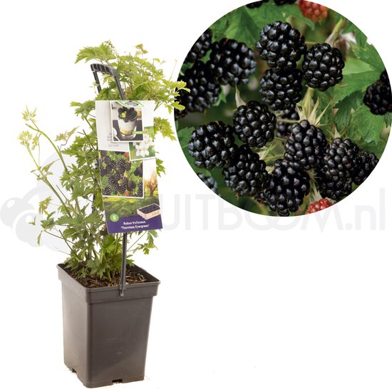 Braam Rubus fru. Thornless Evergreen struik