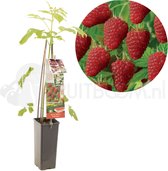 Frambozenstruik - Rubus idaeus 'Tulameen' - Rode zomerframboos - Zelfbestuivend - kleinfruit