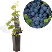 Blauwe kasdruif - Vitis vinifera Frankenthaler