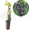 Blauwe druivenplant - Vitis vinifera Muscat Blue - Grote blauwe tafel- en wijndruif - hoogte 60cm - potmaat Ø11cm