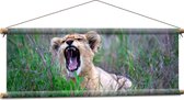 WallClassics - Affiche textile - Lionceau rugissant - 90x30 cm Photo sur textile