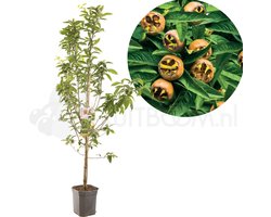 Mespilus germanica | Mispel | laagstam
