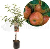 Appelboom - Jonagold - Malus domestica Jonagold - Rode handappel - laagstam - 150cm