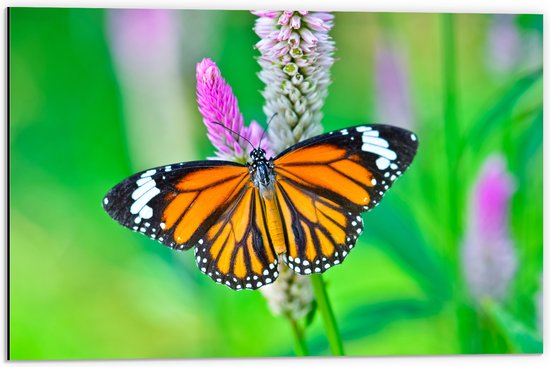 Dibond - Danaus Genutia Vlinder met Gespreide Vleugels op Narcis - 60x40 cm Foto op Aluminium (Wanddecoratie van metaal)