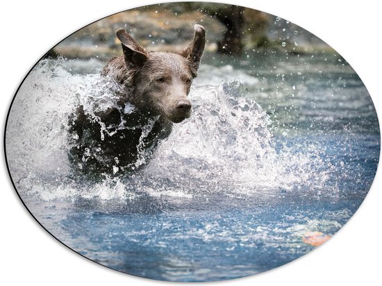 WallClassics - Dibond Ovaal - Bruine Hond Rennend door het Water - 56x42 cm Foto op Ovaal (Met Ophangsysteem)