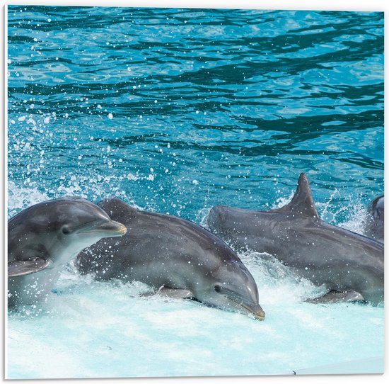 WallClassics - PVC Schuimplaat- Dolfijnen zwemmend in het Water - Tuimelaar - 50x50 cm Foto op PVC Schuimplaat