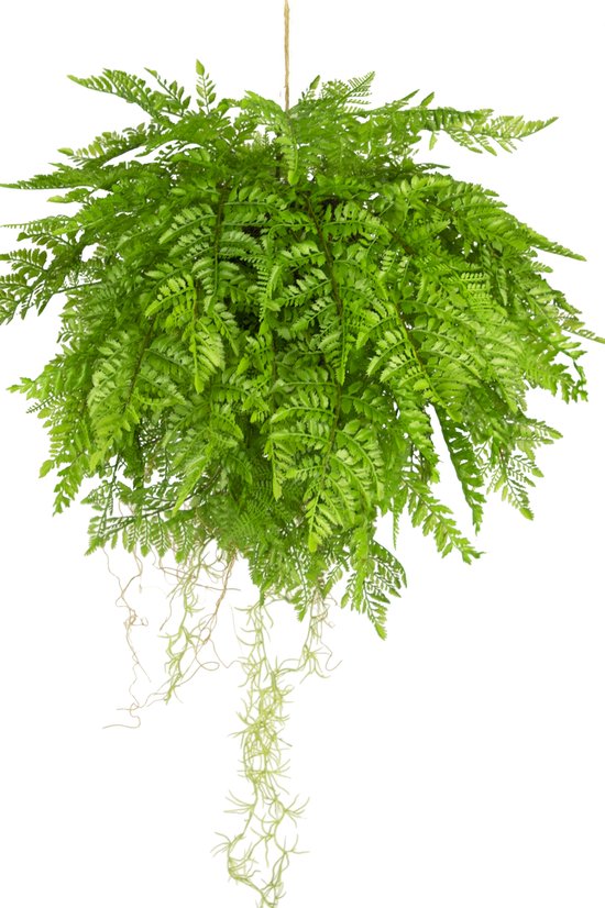 Greenmoods Kunstplanten - Kunstplanten - Kunst hangplant Varen met wortels met hangsysteem - Zijde - D55 cm