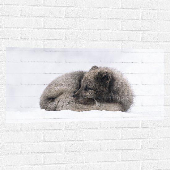 WallClassics - Muursticker - Bruine Vos slapend in de Sneeuw - Sneeuwvos - 100x50 cm Foto op Muursticker