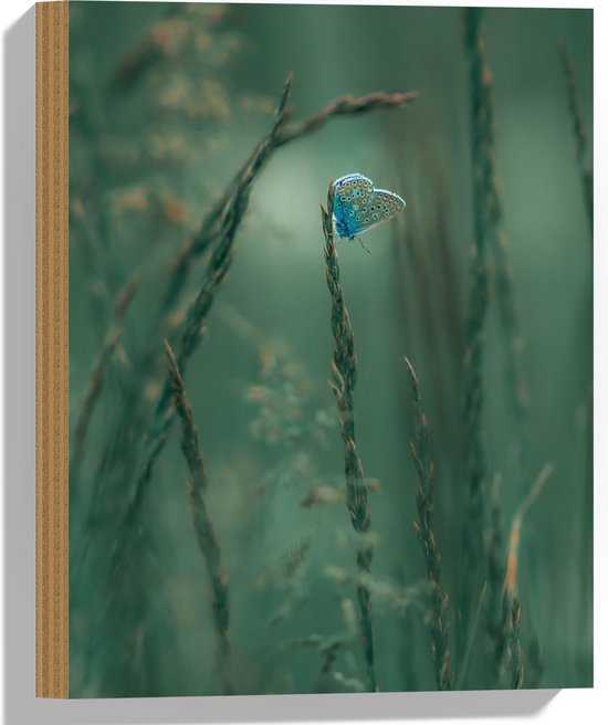 Hout - Blauwe Vlinder Zit op een Plant - 30x40 cm - 9 mm dik - Foto op Hout (Met Ophangsysteem)