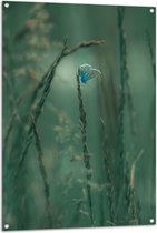 Tuinposter – Blauwe Vlinder Zit op een Plant - 80x120 cm Foto op Tuinposter (wanddecoratie voor buiten en binnen)