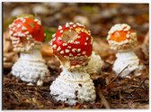 Dibond - Drie Paddestoelen - Vliegenzwam - 40x30 cm Foto op Aluminium (Met Ophangsysteem)