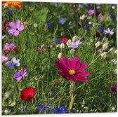 Tuinposter – Bloemenveld met Kleurrijke Bloemen - 80x80 cm Foto op Tuinposter (wanddecoratie voor buiten en binnen)