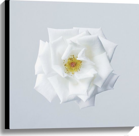 WallClassics - Canvas - Witte Bloem op Lichtgekleurde Achtergrond - 60x60 cm Foto op Canvas Schilderij (Wanddecoratie op Canvas)