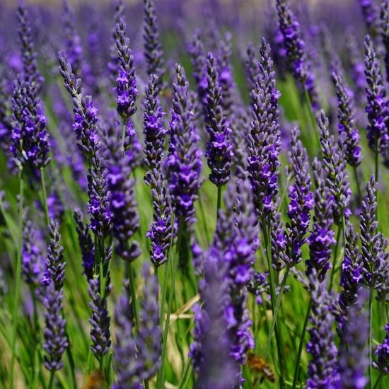 Un champ de fleurs de lavande violettes en pleine floraison, axé sur les épis floraux et quelques abeilles.