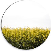 Dibond Muurcirkel - Gele Bloementjes - 50x50 cm Foto op Aluminium Muurcirkel (met ophangsysteem)