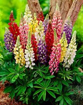 12x Lupine (Lupinus 'Minarette') - P9 pot (9x9)