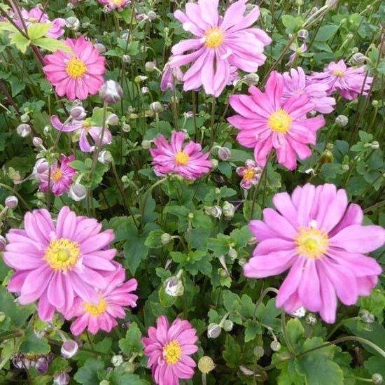 12x Anémone du Japon (Anemone hup. 'Pamina') - Pot P9 (9x9)