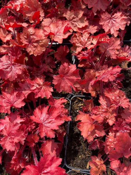 12x Cloche violette (Heuchera 'Fire Chief') - Pot P9 (9x9) | bol.com