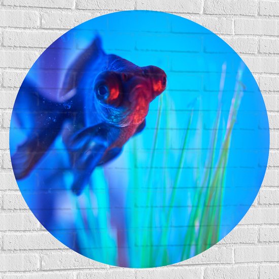 WallClassics - Muursticker Cirkel - Zwemmende Vis in het Water - 100x100 cm Foto op Muursticker