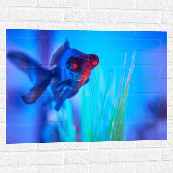 WallClassics - Muursticker - Zwemmende Vis in het Water - 80x60 cm Foto op Muursticker